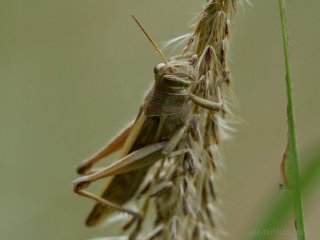 Grasshopper paradise
