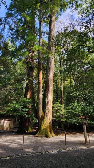 Sacred mature trees Sacred mature trees