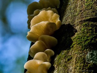 Oyster mushroom Oyster mushroom