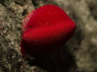 Red polypore Red polypore
