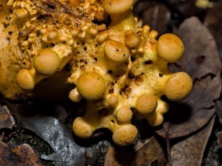 Spectacular rustgill