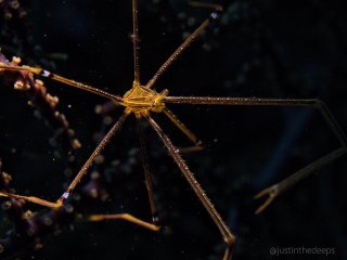 See the little claw?