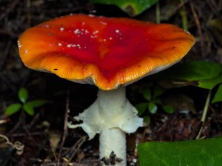 A ubiquitously flamboyant Amanita muscaria