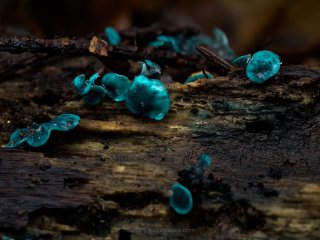 Striking colors of Chlorociboria