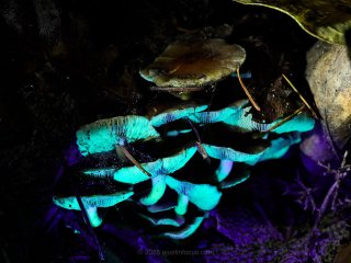 Hypholoma justifies carrying a UV minitorch