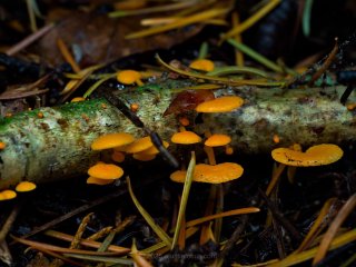 The eye-catching porecap Favolaschia claudopus