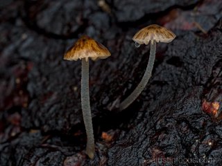 Pseudohydropus parafunebris?