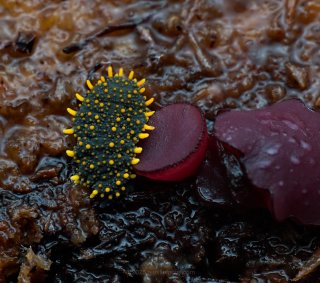 An exotic springtail that prefers lesser-disturbed forests