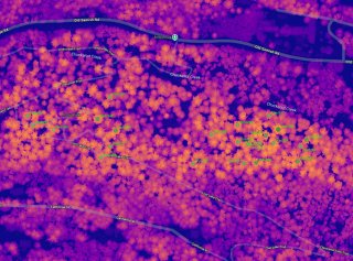 Some of the tallest trees considered to be within the limits of Bellingham are Douglas-firs well above 70 metres according to public LiDAR data