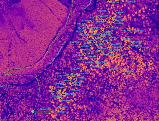 Areas of what are likely remarkably tall trees just upriver from Goldmyer Hot Springs, annotated by peak-picking a (DSM)-(DTM) GeoTIFF 'canopy height' layer.
