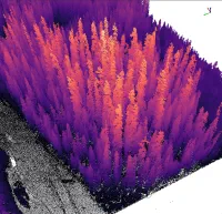 LiDAR literacy: trees thumbnail