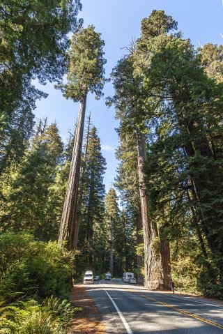 Superintelligent admirers co-existing with never-logged(?) and protected mature coastal redwoods reaching upwards of 90m (300ft)