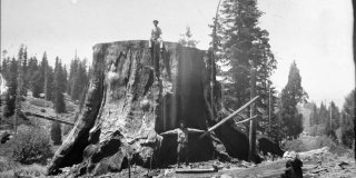 The 'Chicago Stump,' a remnant of the General Noble Tree, thousands of years in age, 91 m (300ft) tall with a ground circumference of 29m (95ft) before being lopped down for timber in 1892