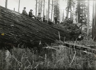 An ancient coast redwood tree, alive and well at over 1000 years old until toppled by wind in 1905 after its brethren (and shelter) had been logged in 1897. 99m (325ft) tall, diameter 5.8m (19ft) near its base.