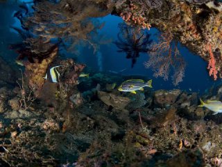 An old wreck became an aquarium-like reef in Bali. An old wreck became an aquarium-like reef in Bali.