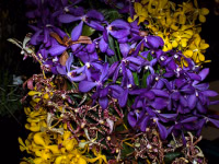 OSSEA orchid show thumbnail