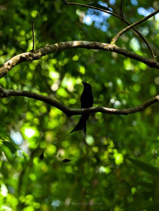 Drongo