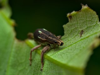 Weevil