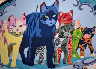A cat gang might rule this street