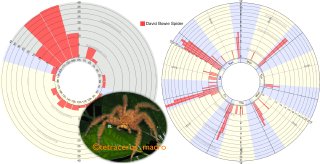 The nocturnal(?) David Bowie spider