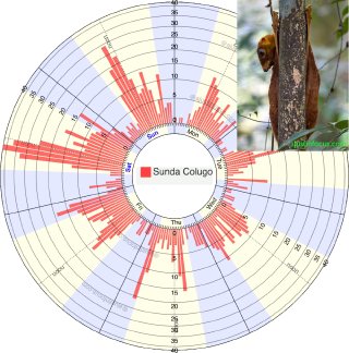 Colugo sightings in Singapore, biased toward weekend mornings
