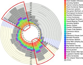 Spiders in Singapore, by hour observed