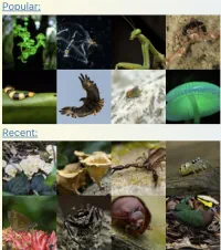 iNaturalist widget thumbnail